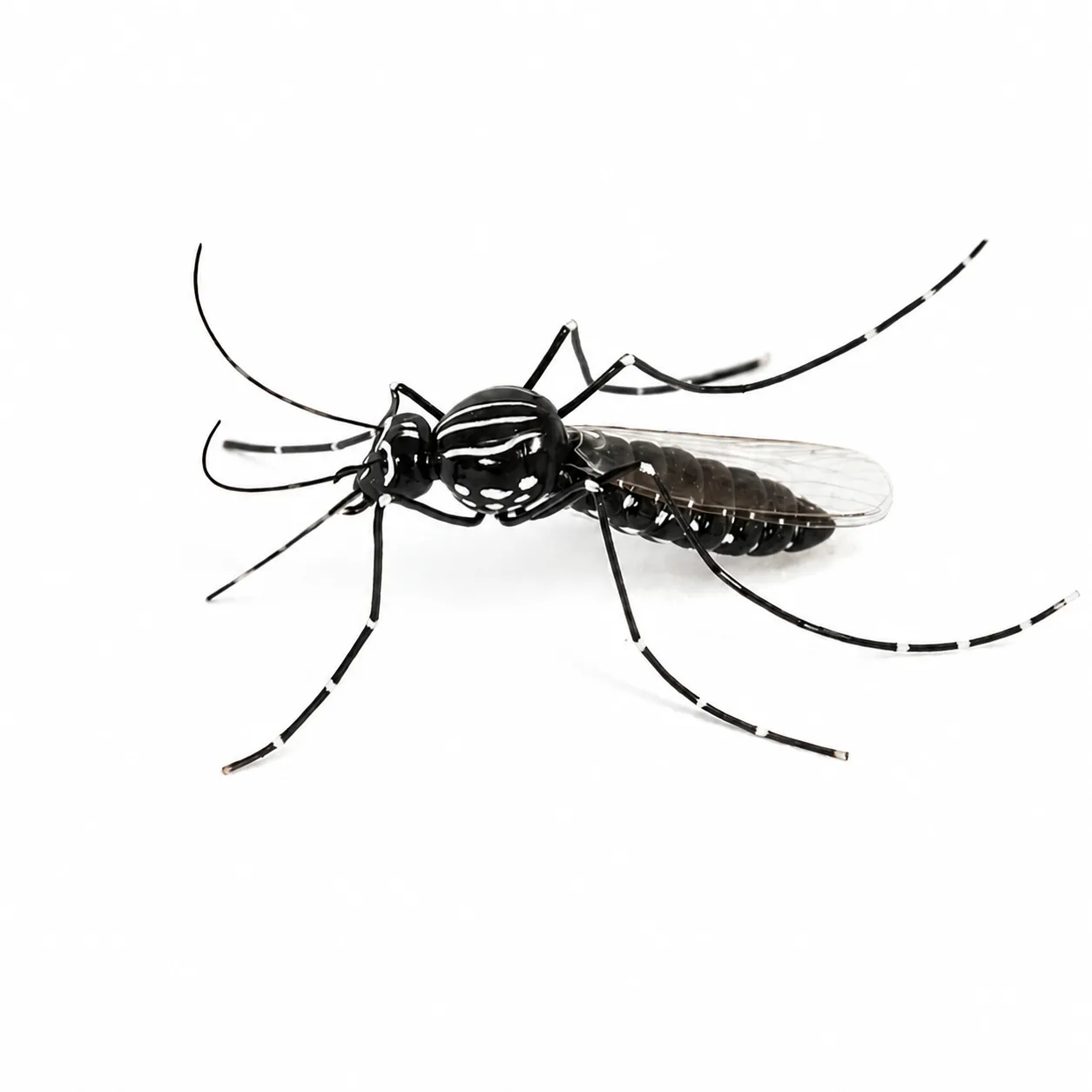 Pieza artesanal de mosquito Aedes sobre fondo blanco