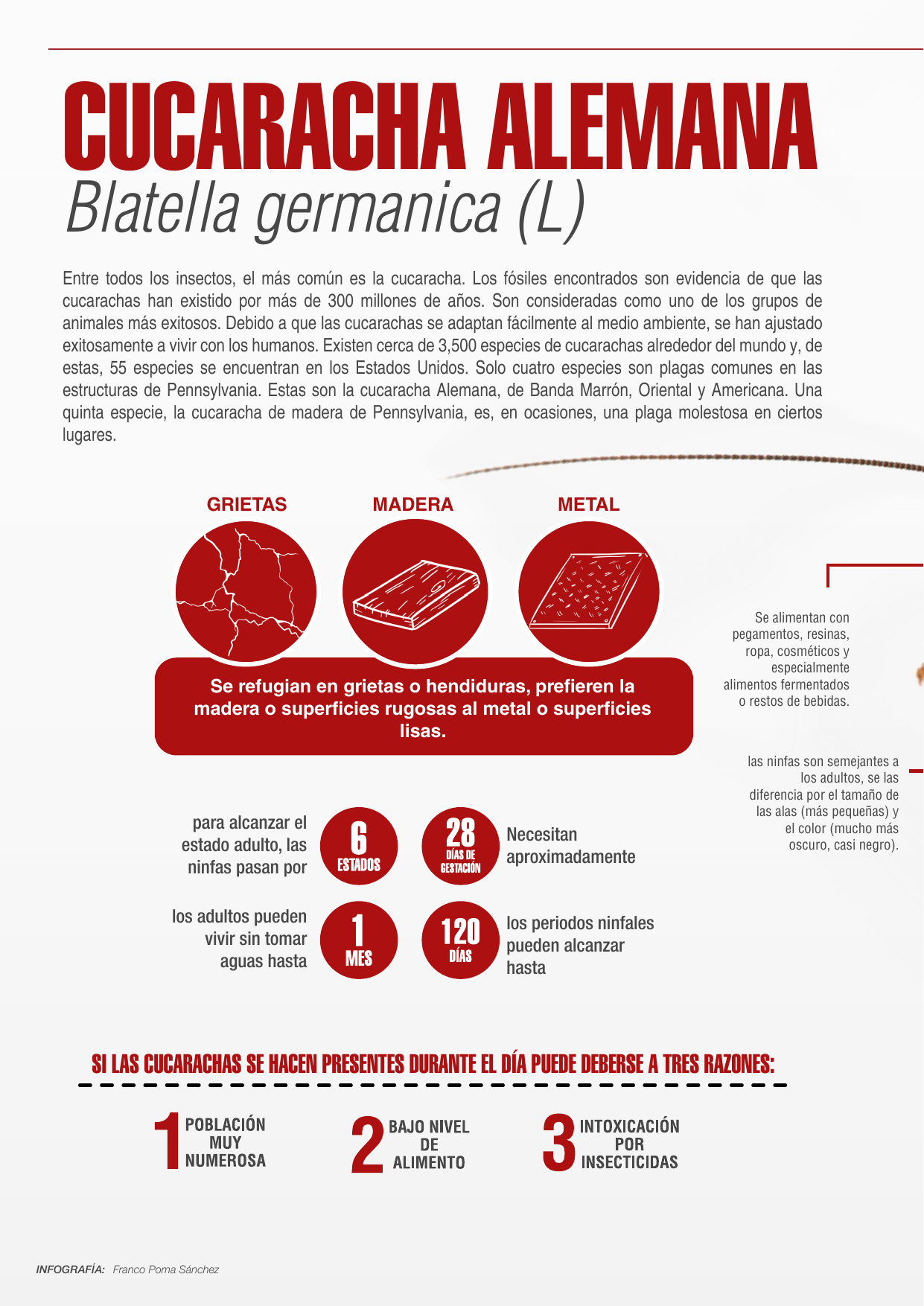 Infografía técnica sobre la cucaracha alemana Blattella germanica