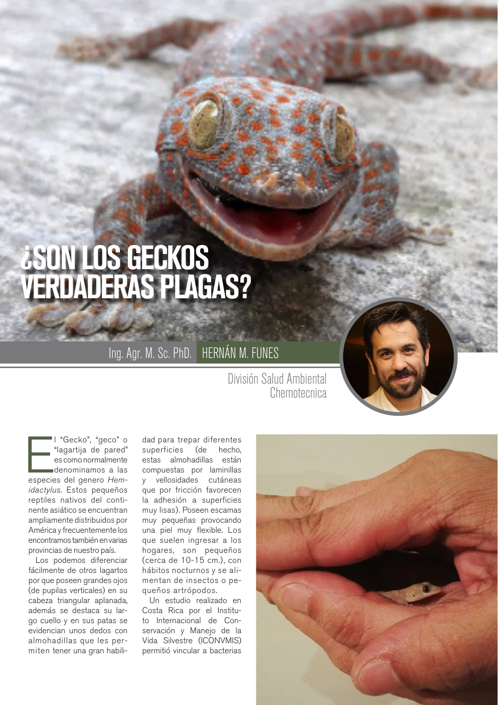 Apertura del artículo sobre geckos como posibles plagas