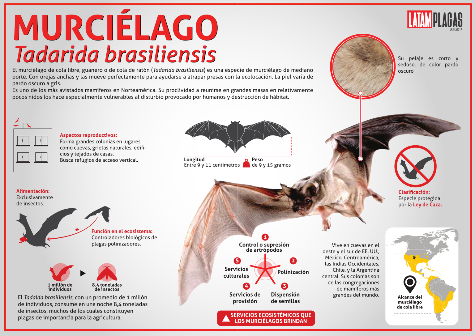 Infografía sobre Tadarida brasiliensis, murciélago de cola libre