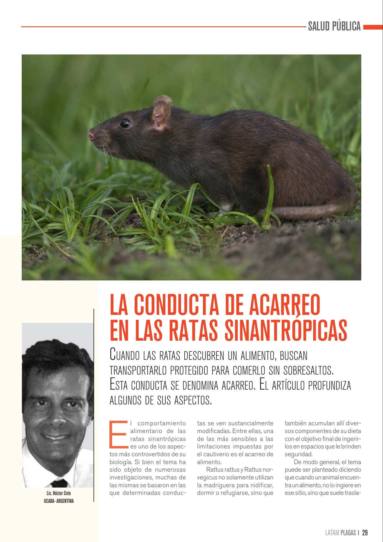 Apertura del artículo sobre la conducta de acarreo en ratas sinantrópicas