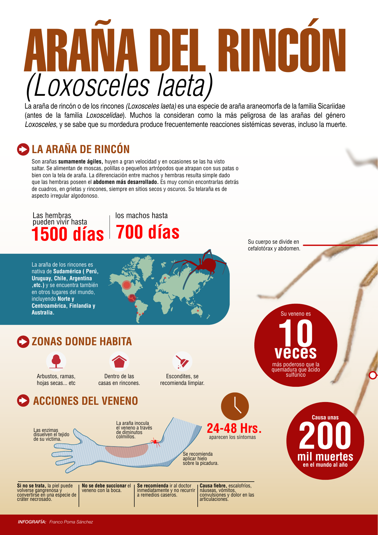 Infografía técnica sobre la araña del rincón Loxosceles laeta