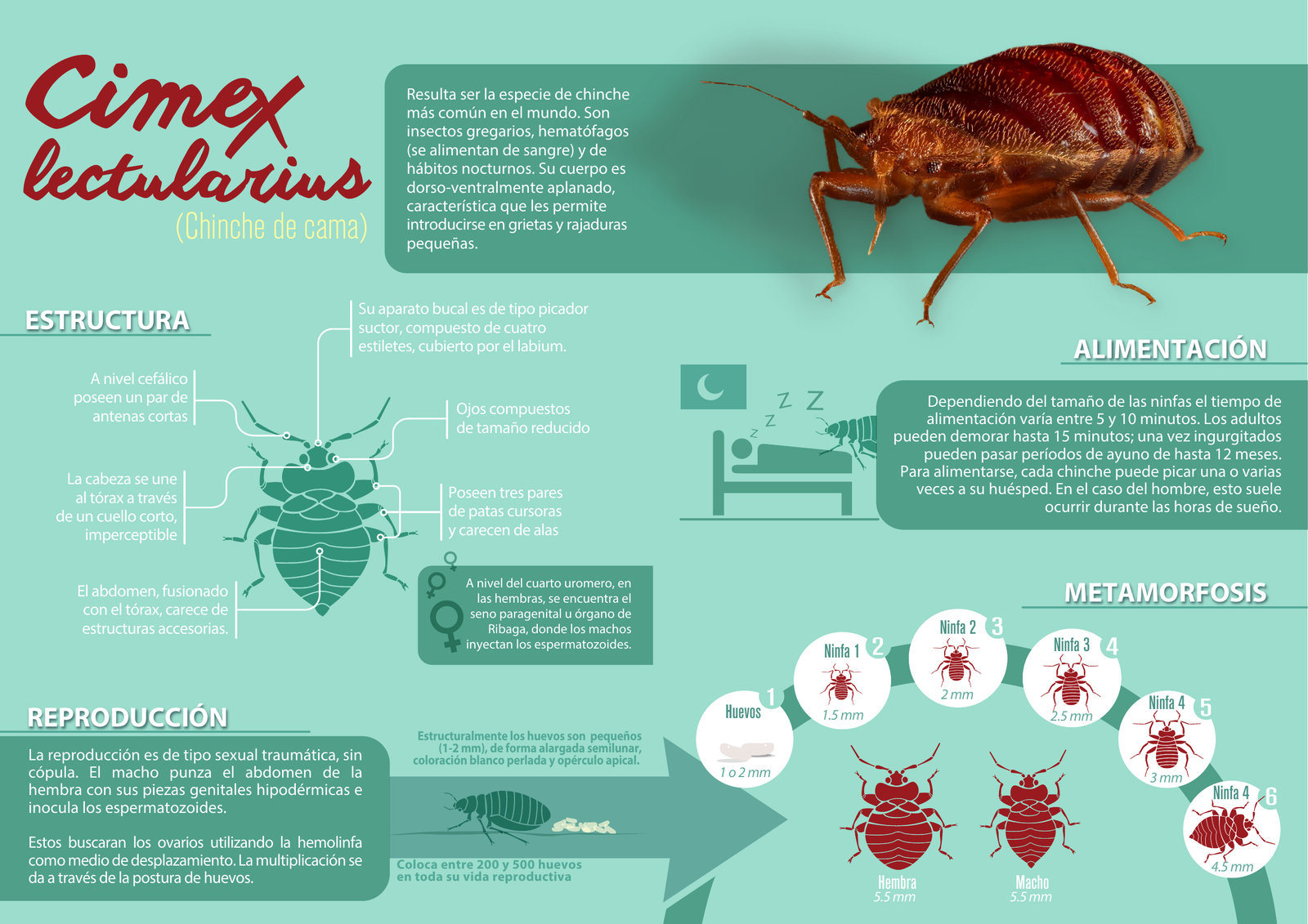 Coleccionable técnico sobre Cimex lectularius