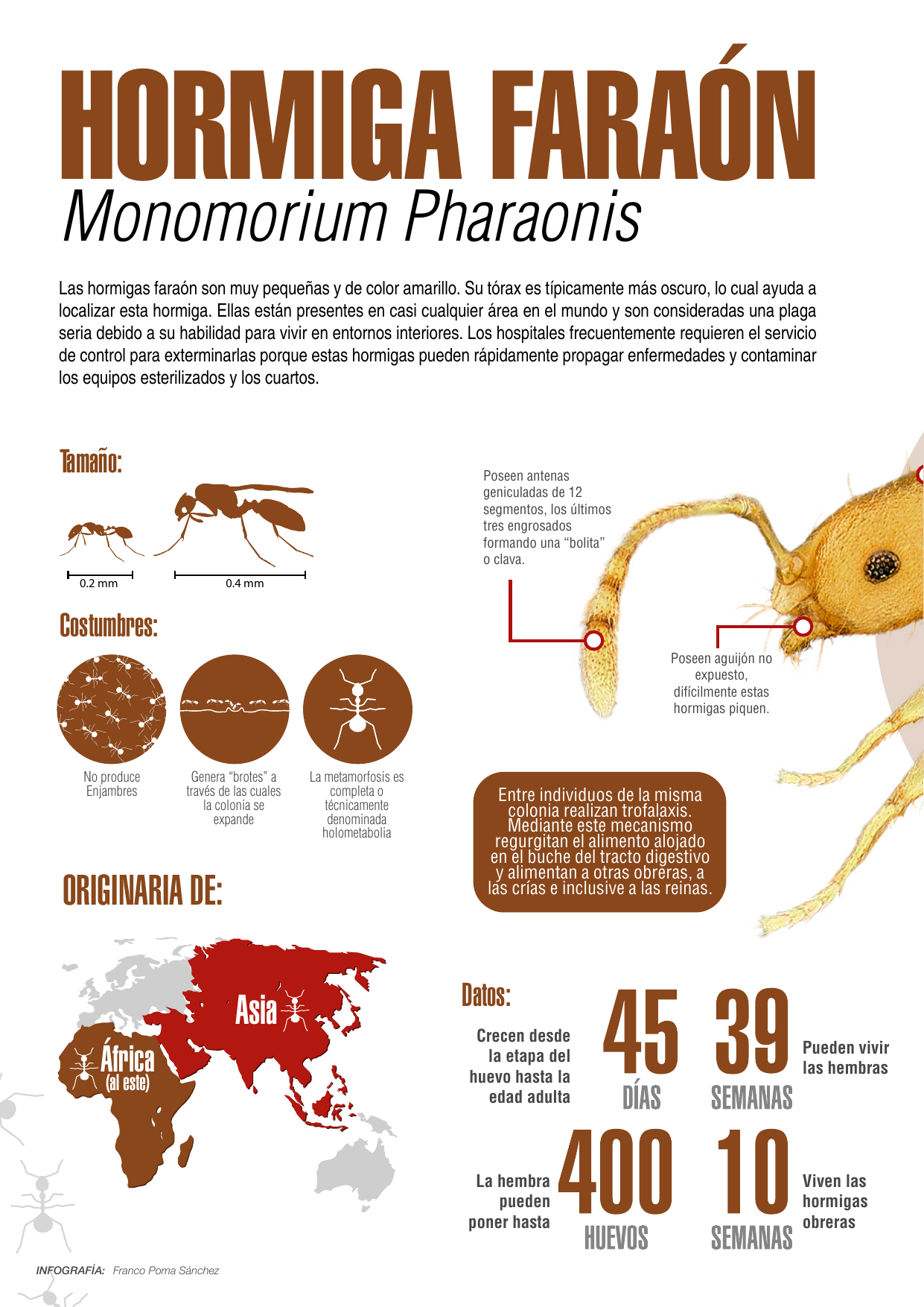 Infografía técnica sobre la hormiga faraón Monomorium pharaonis