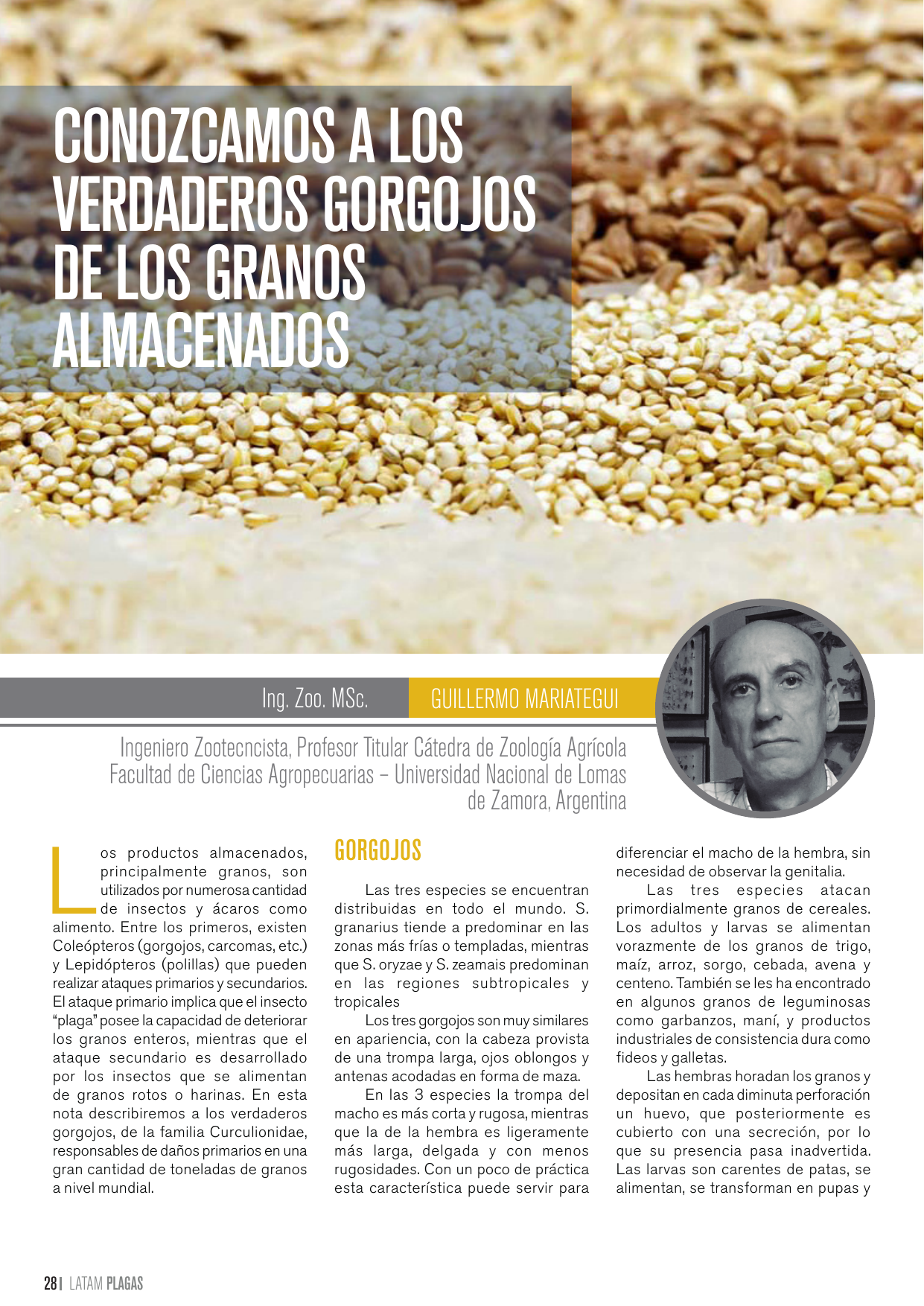 Apertura del artículo sobre los verdaderos gorgojos de los granos almacenados