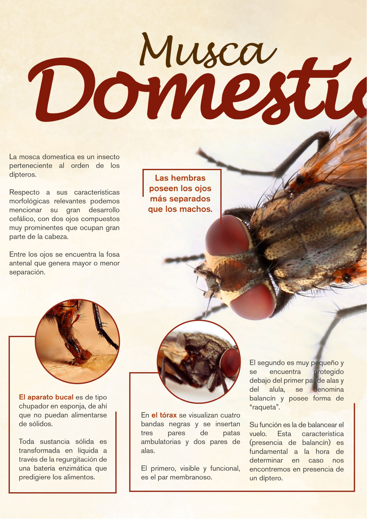 Coleccionable técnico de Musca domestica