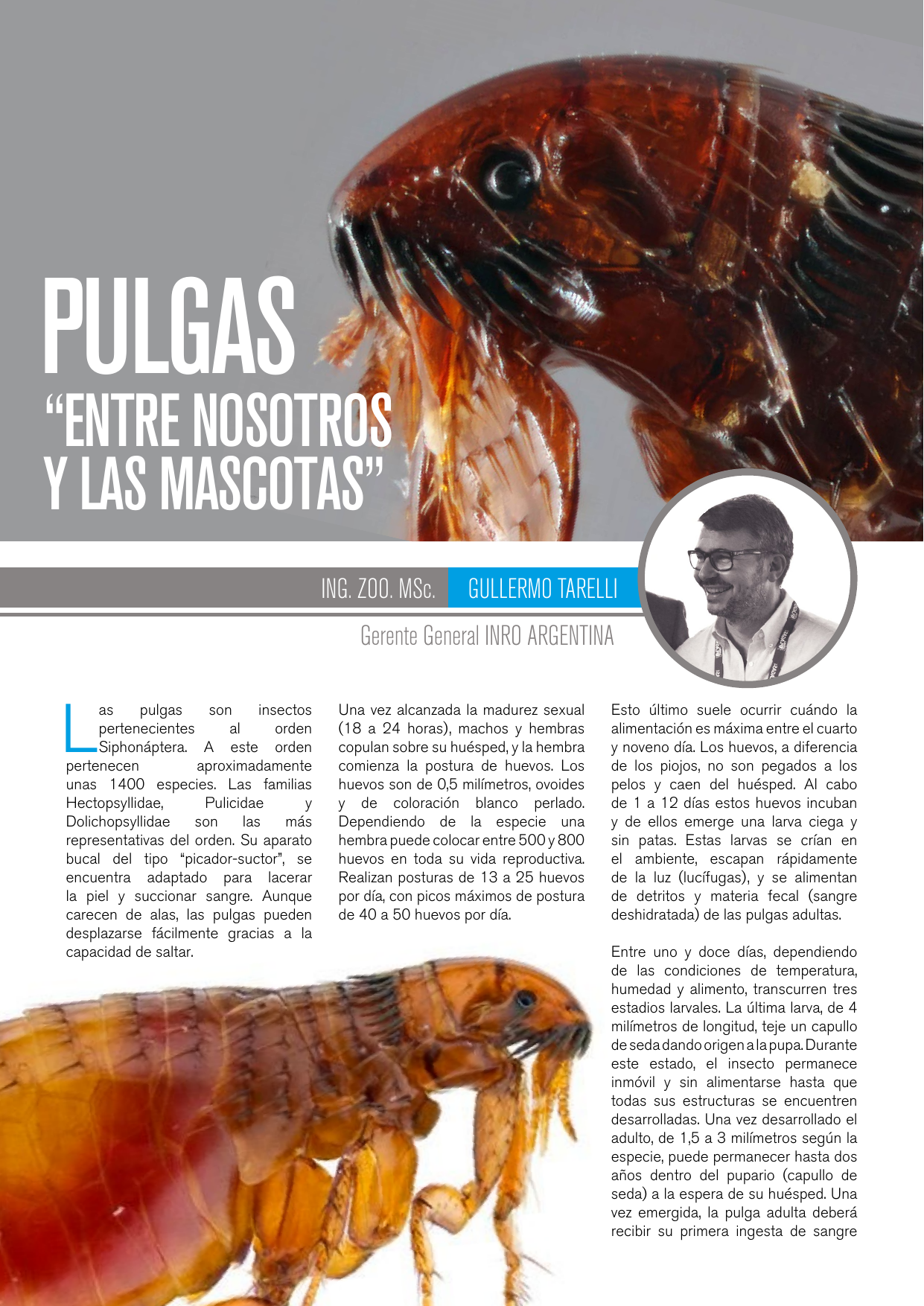 Apertura del artículo sobre pulgas y mascotas