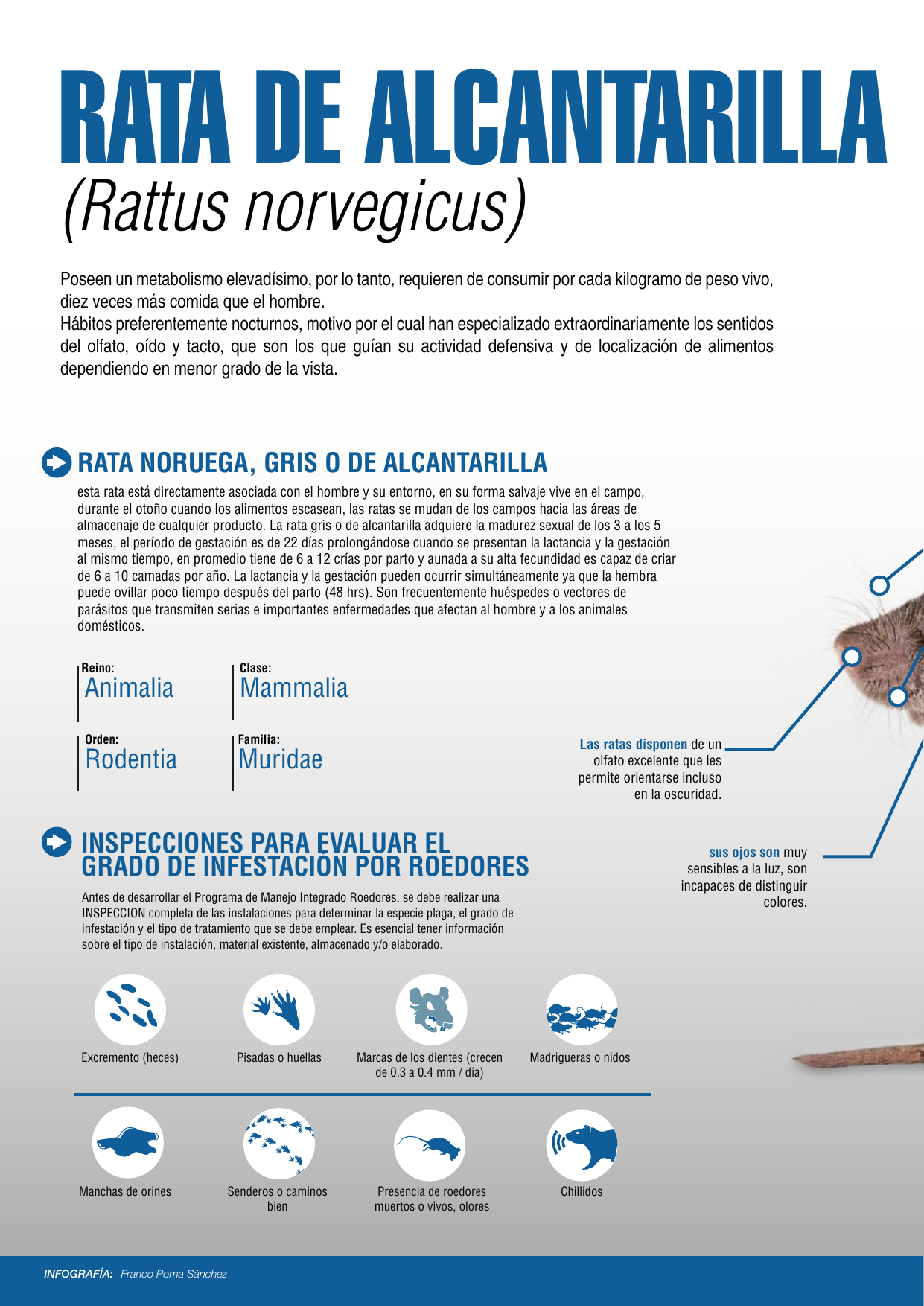 Infografía sobre la rata de alcantarilla Rattus norvegicus