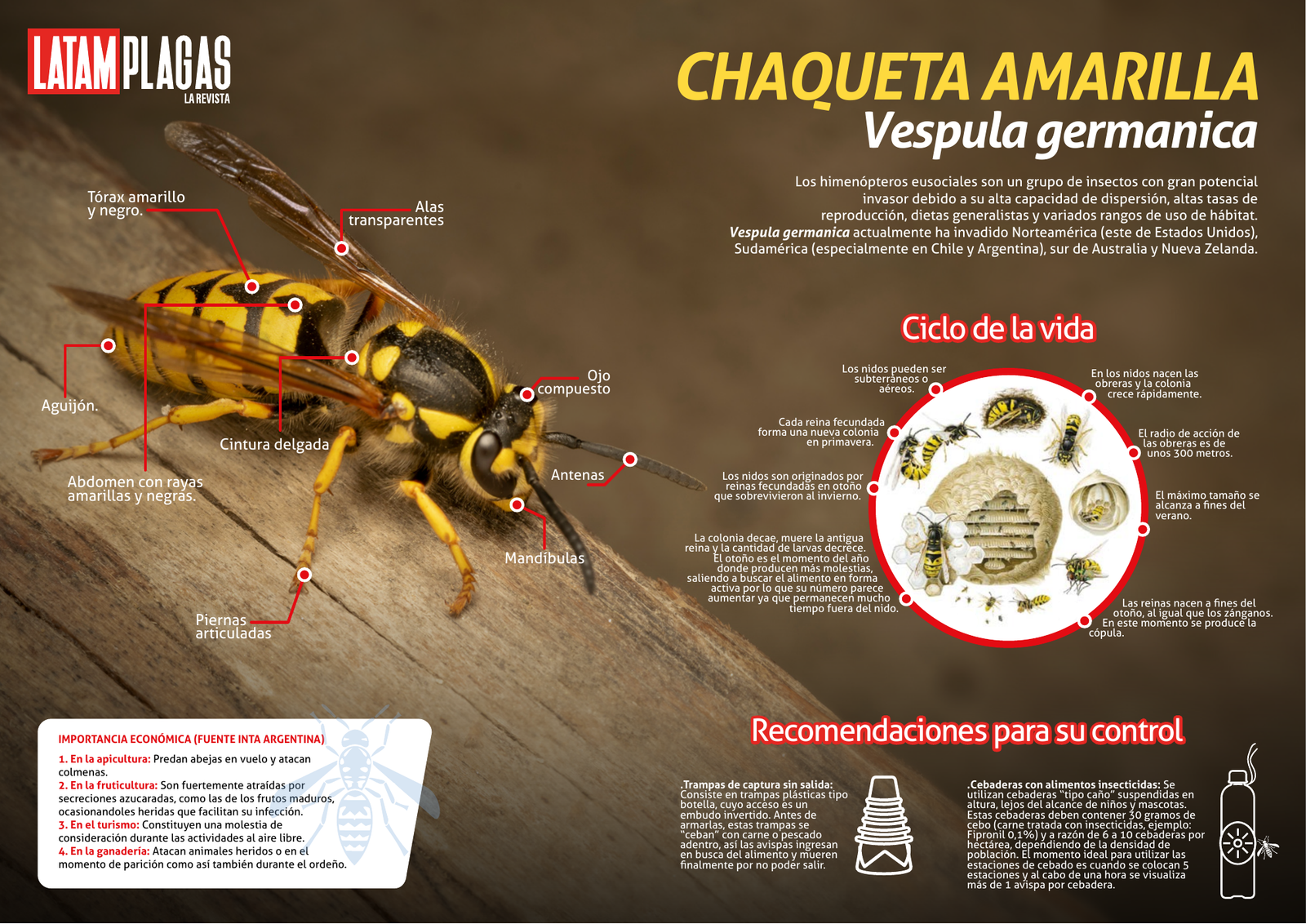 Infografía técnica sobre Vespula germanica